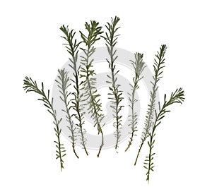 Herbarium. Pressed and dried herbs. Composition of the grass on a white background.