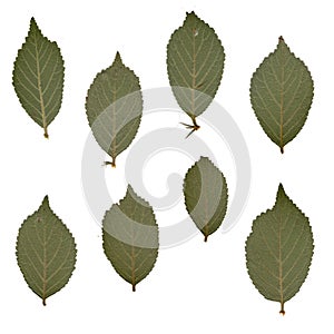 Herbarium. Pressed and dried herbs. Composition of the leaves on a white background.