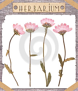 Herbarium pressed pink flowers