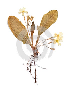 Herbarium of Primula pressed plant isolated on a white background