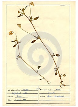 Herbarium sheet - 2/30 photo