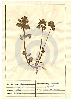 Herbarium sheet - 3/30