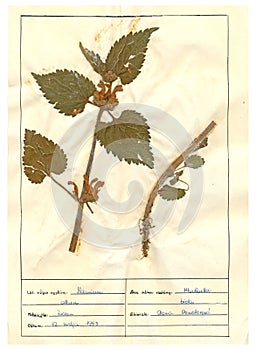 Herbarium sheet - 4/30 photo