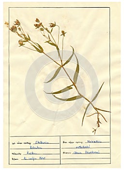 Herbarium sheet - 5/30 photo