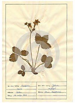 Herbarium sheet - 6/30 photo