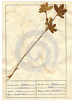 Herbarium sheet - 7/30 photo