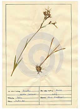 Herbarium sheet - 9/30