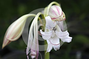 Herbarium Specimen Of Crinum latifolium, Also Known As Pink Striped Trumpet Lily