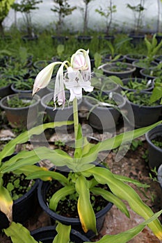 Herbarium Specimen Of Crinum latifolium, Also Known As Pink Striped Trumpet Lily