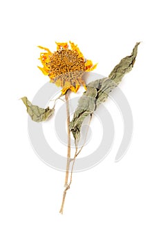 Herbarium sunflower with dry pressed plants on white