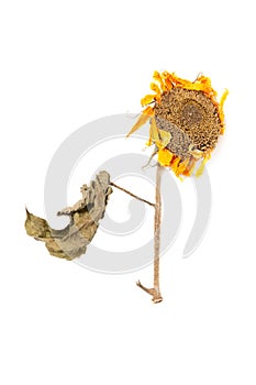 Herbarium sunflower with dry pressed plants on white