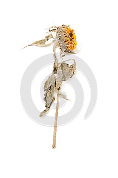 Herbarium sunflower with dry pressed plants on white