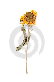 Herbarium sunflower with dry pressed plants on white