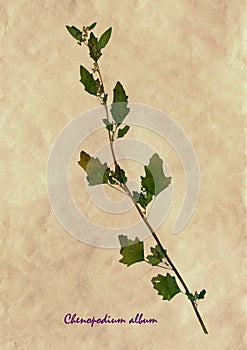 Herbarium of white goosefoot