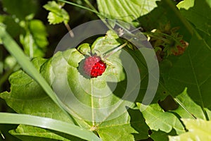 herbary garden in summer