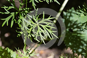 herbary garden in summer