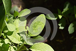 herbary garden in summer