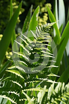 herbary garden in summer