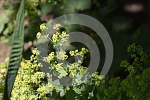 herbary garden in summer