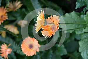 Herbera daisy photo