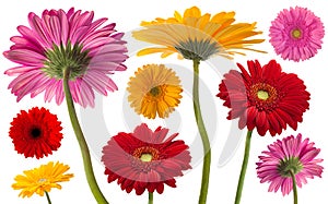 Herbera flower collection