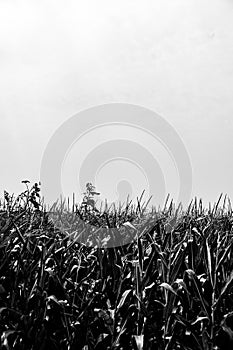 herbicide resistant weeds against the skyline above a field of tasseled corn