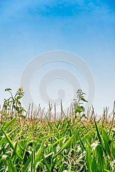 herbicide resistant weeds against the skyline above a field of tasseled corn