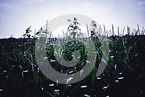 herbicide resistant weeds against the skyline above a field of tasseled corn