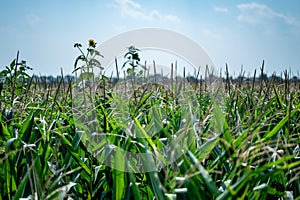 herbicide resistant weeds against the skyline above a field of tasseled corn