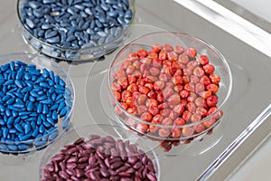 Herbicide-treated sunflower and corn seeds in a Petri dish on a metal tray