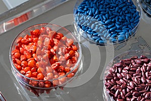 Herbicide-treated sunflower and corn seeds in a Petri dish on a metal tray