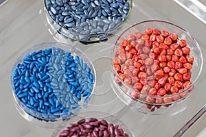 Herbicide-treated sunflower and corn seeds in a Petri dish on a metal tray