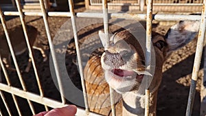 Herbivore animal in the zoo, close-up muzzle