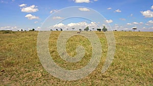 Herbivore animals grazing in savanna at africa