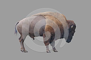 The herbivore is a male bison