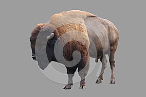 The herbivore is a male bison