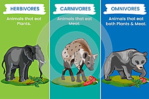 Herbivores eat plants, omnivores eat both plants and animals, carnivores prey on animals