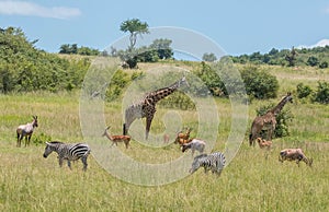 Herbivores grazing in Africa photo