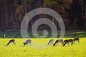 Herbivores grazing in the meadow at The Wildpark Poing which is a wildlife park