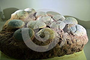 Herbivorous dinosaurs egg fossil