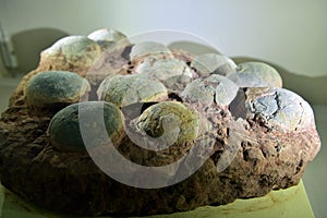 Herbivorous dinosaurs egg fossil photo