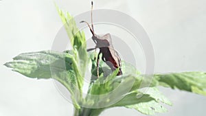 Herbivorous nymph of a bedbug on a leaf close