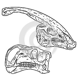 Herbivorous vegetarian dinosars skulls line hand drawn sketch image set. Iguanodontian ornithopod and Parasaurolophus Duck billed