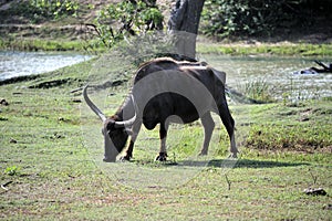 Herbivorous wild ox