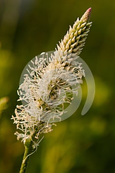 Herblet in the Meadow