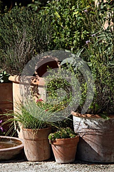 Herbs and aromas in pots on the summer terrace photo