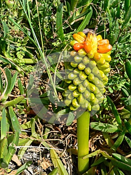 Herbs. Arum italicum Mill., 1798