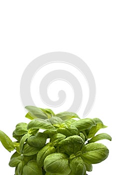 Herbs basil leaves water drops on leaves isolated on white background.