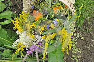 Herbs with basket