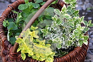 Herbs in basket